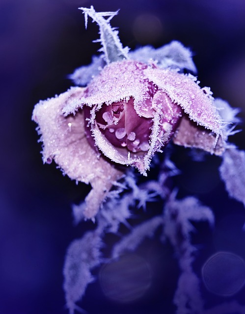 Free Flower Rose photo and picture