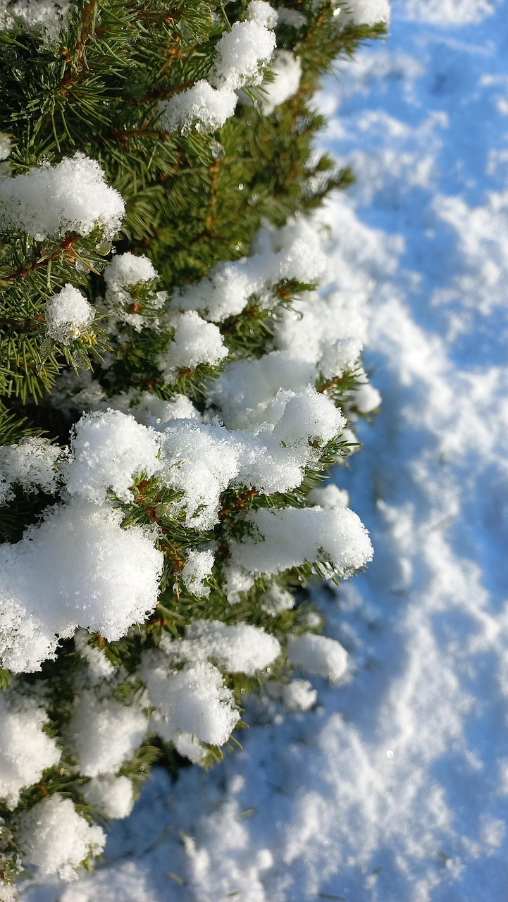 Sprus Snow Snow Spruce - Free photo on Pixabay - Pixabay