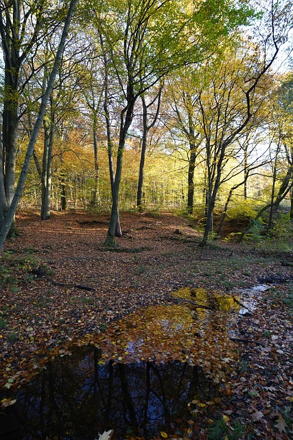 Free Fall Forest photo and picture