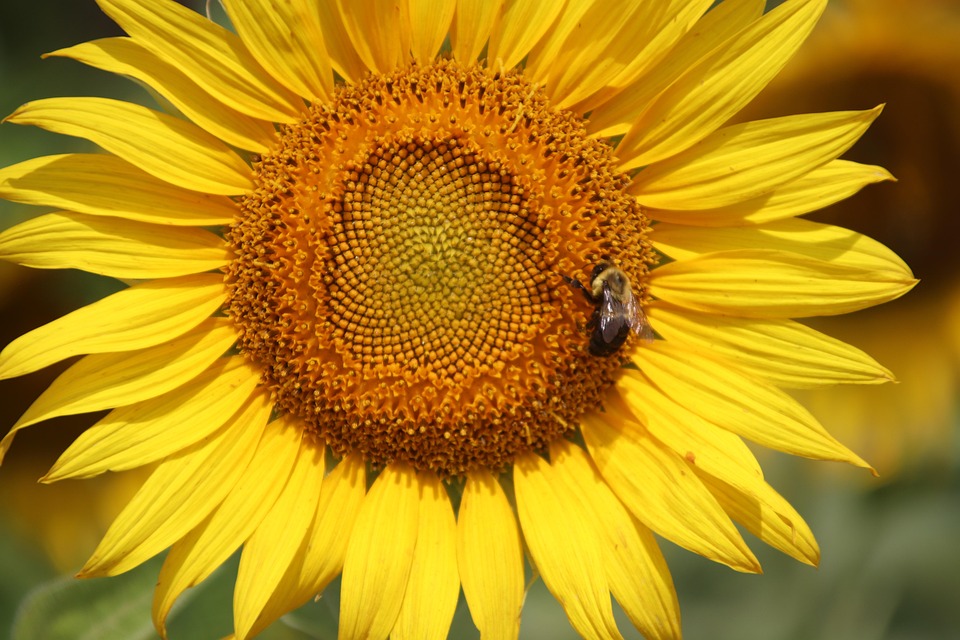 Sunflower Bee Nature - Free photo on Pixabay