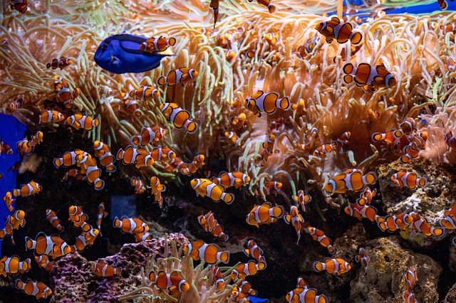 Free Aquarium Fish photo and picture