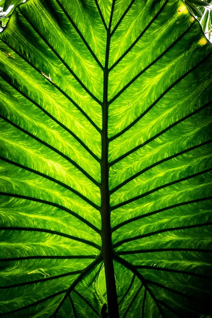 Free Leaf Exotic photo and picture