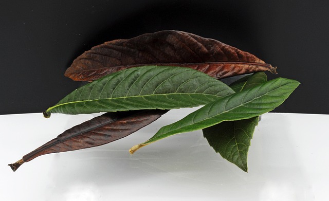 Free Leaves Foliage photo and picture