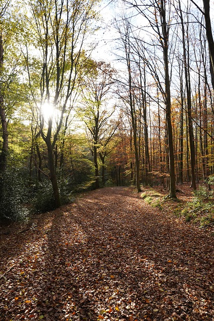Free Forest Path Leaves photo and picture