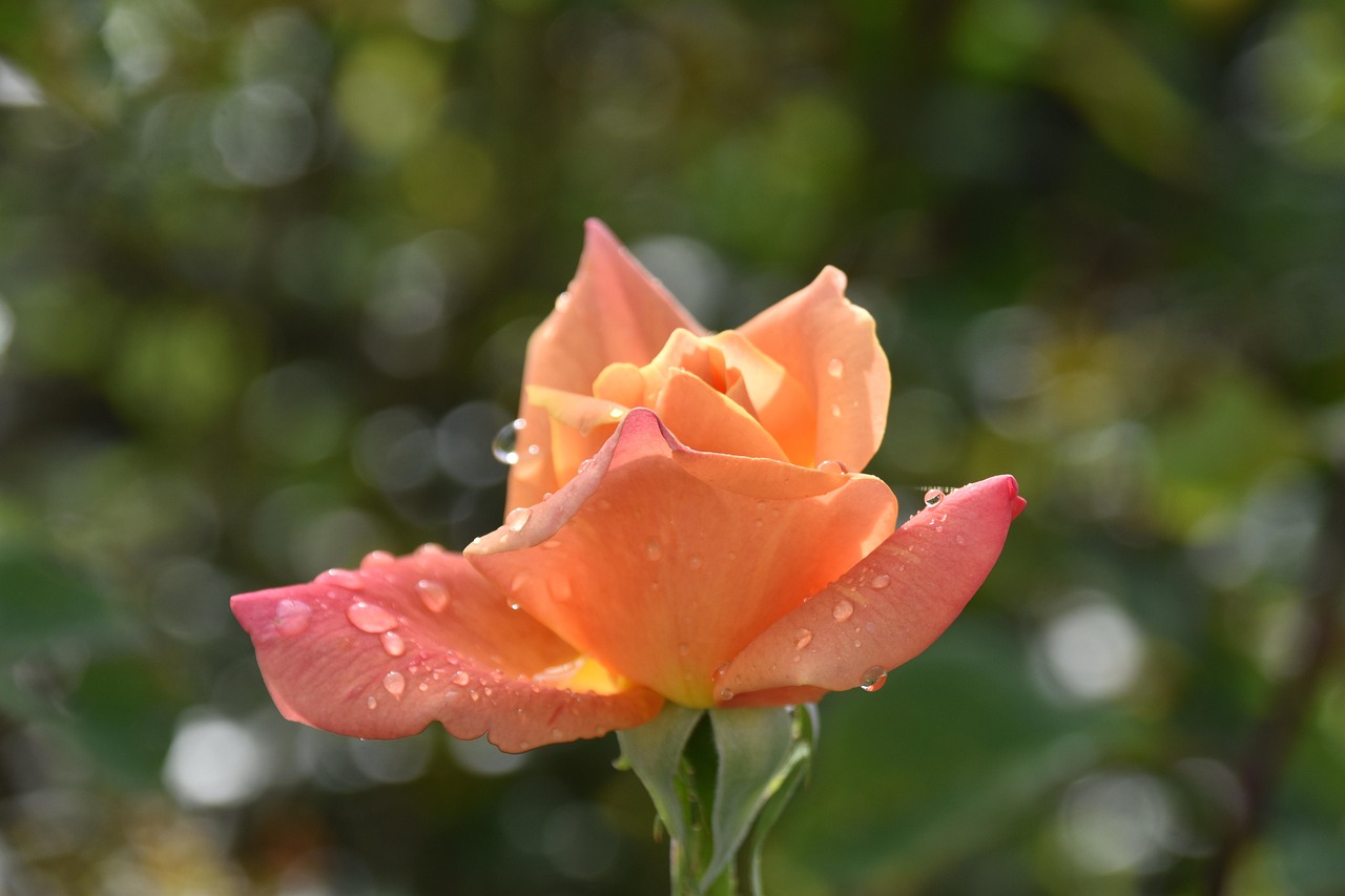 Rosa Flor Rocío Gotas De - Foto gratis en Pixabay - Pixabay