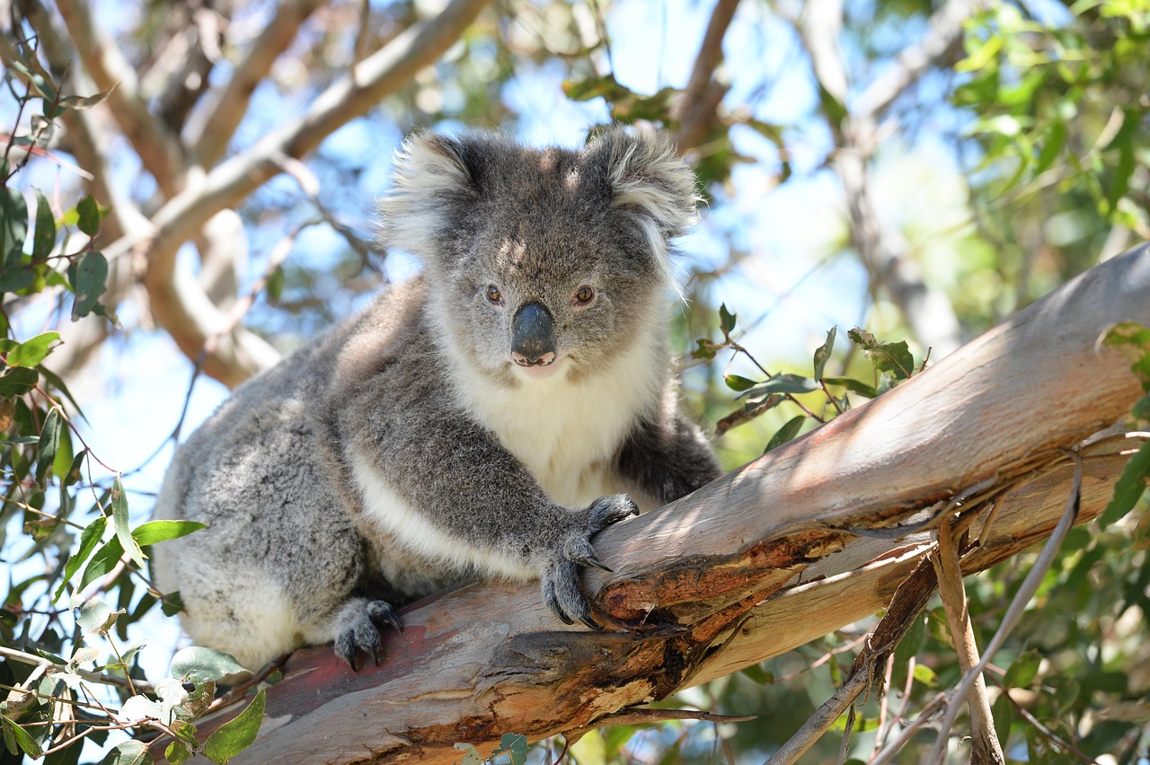 Koala Marsupial Animal Photo Gratuite Sur Pixabay Pixabay Koala Marsupial Animal Photo Gratuite Sur Pixabay Pixabay