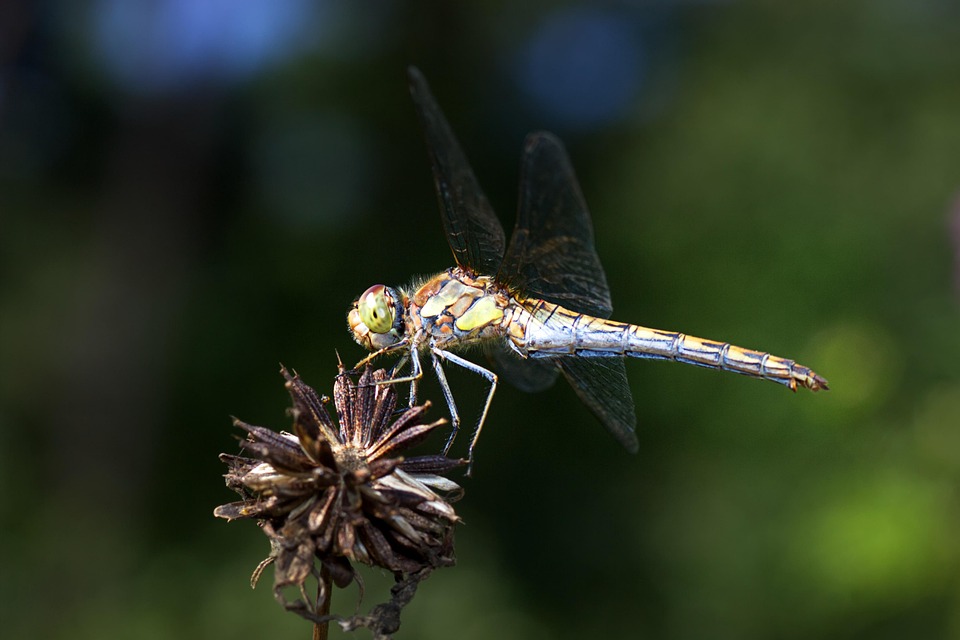 Dragonfly Insect Macro - Free photo on Pixabay - Pixabay