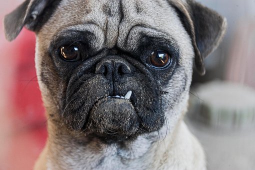 Free Mascot Pug photo and picture