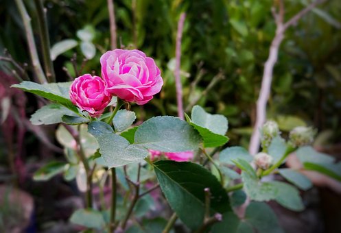 Flor, Flor Rosa, Rosa