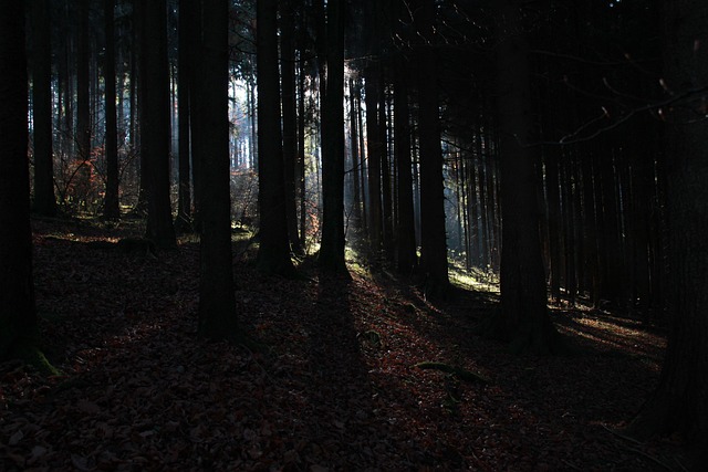 Free Forest Trees photo and picture