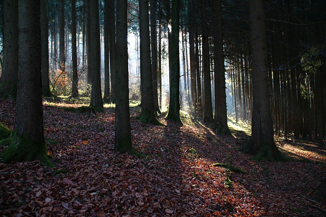 Free Forest Trees photo and picture