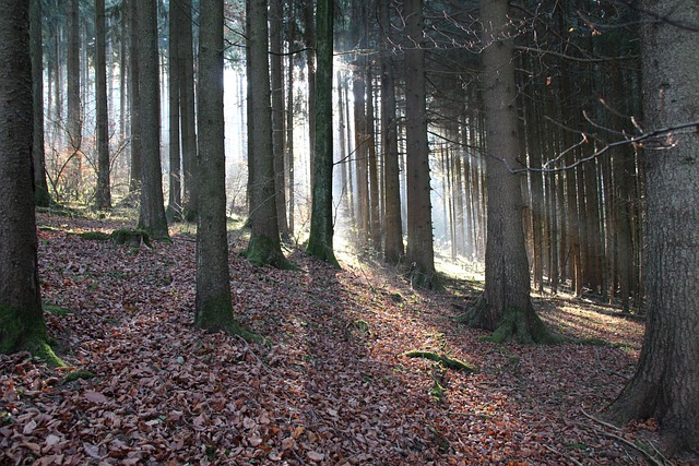 Free Forest Landscape photo and picture