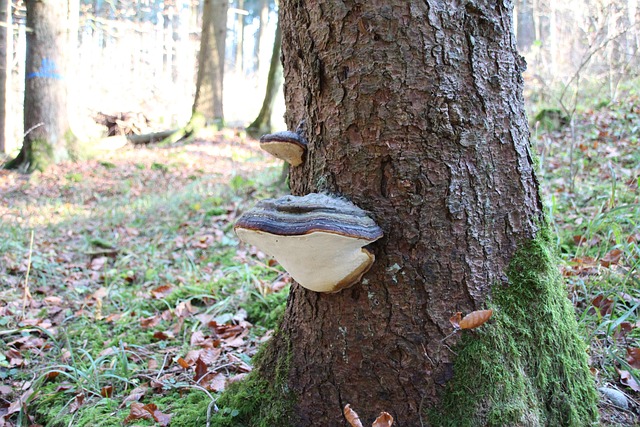 Free Forest Mushroom photo and picture