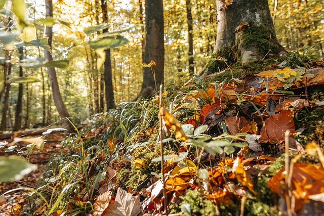 Free Forest Autumn photo and picture