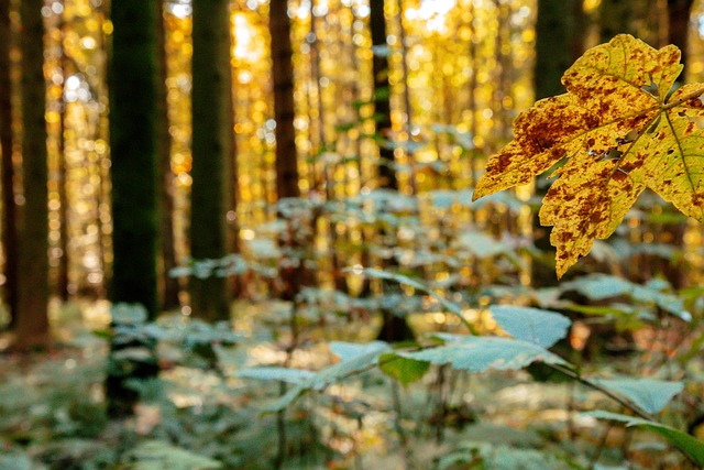 Free Forest Nature photo and picture