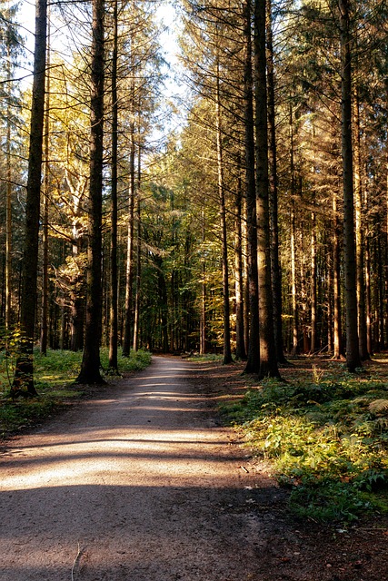 Free Forest Nature photo and picture
