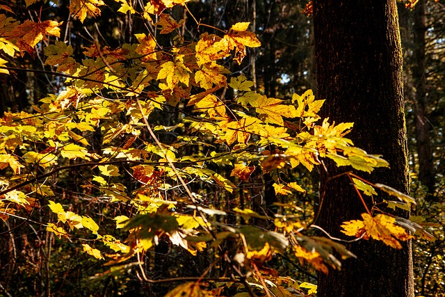Free Leaves Tree photo and picture
