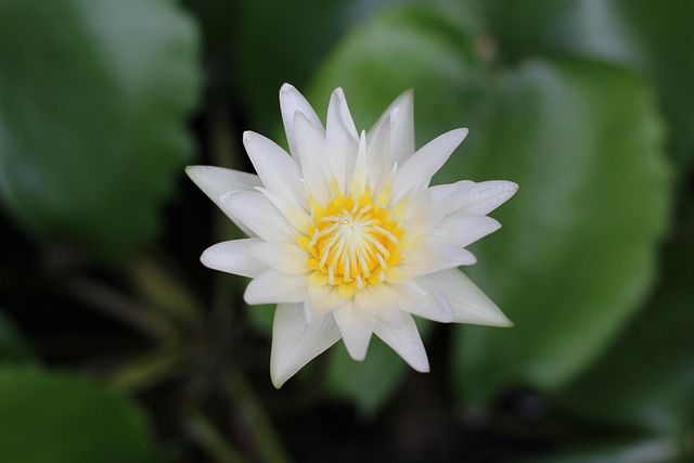 Free Flower Lotus photo and picture