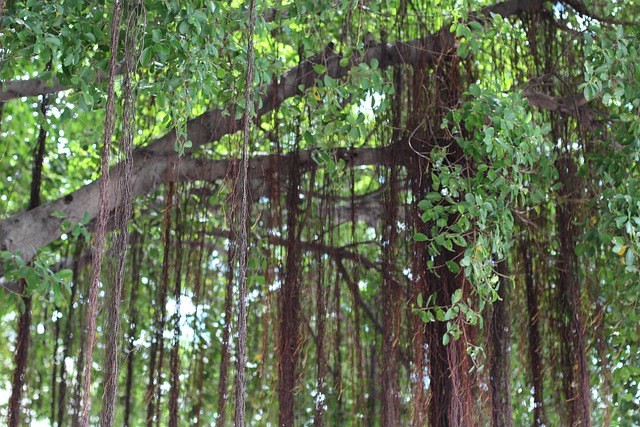 Free Tree Forrest photo and picture