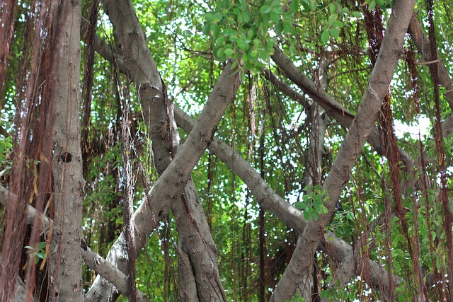 Free Tree Forrest photo and picture