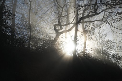 Free Fog Backlighting photo and picture