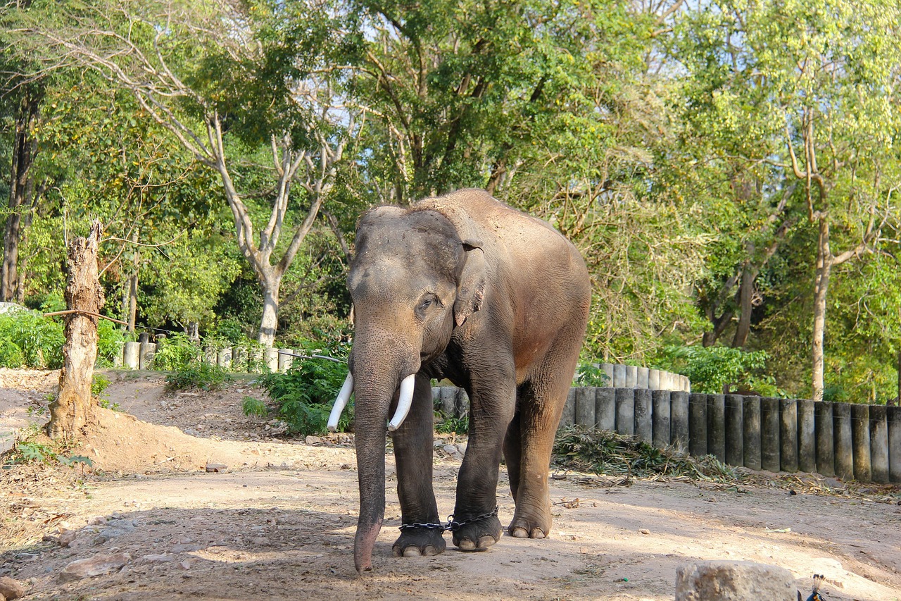Animal Elephant Mammal - Free photo on Pixabay - Pixabay