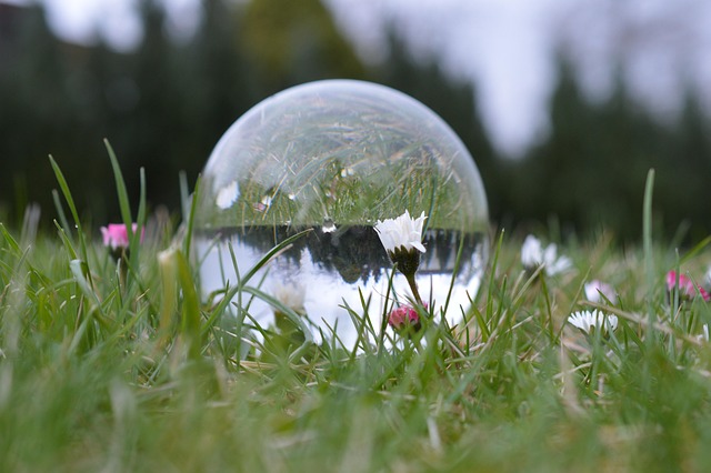 Free Meadow Flowers photo and picture