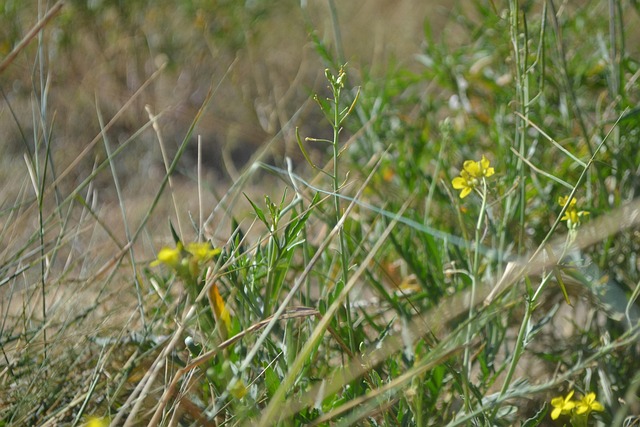 Free Flowers Meadow photo and picture
