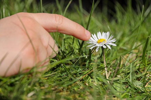 Flor, Flores Bonitas, Fundo Flor
