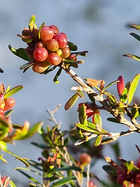 Free Berry Red photo and picture
