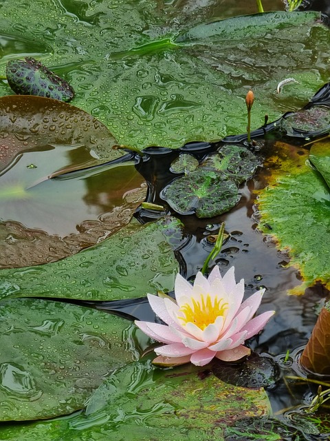 Free Pond Beautiful Flowers photo and picture
