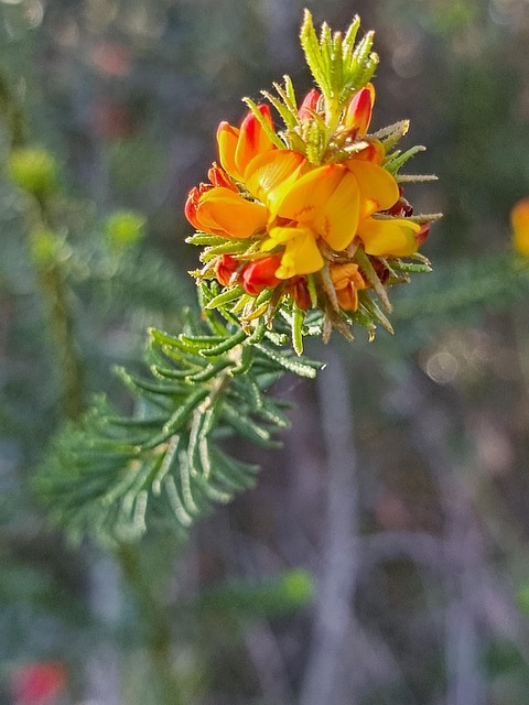 Free Red Orange photo and picture
