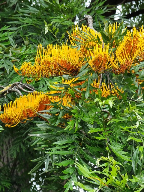 Free Yellow Flowers Plants photo and picture