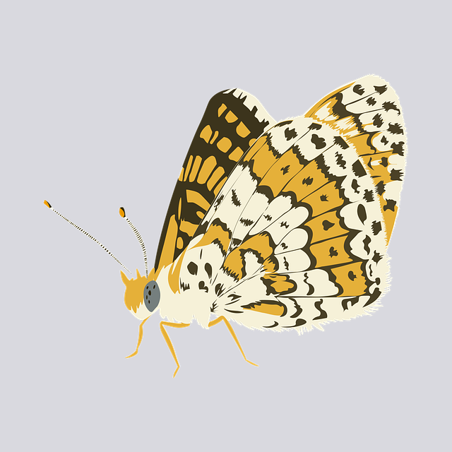 Download free HD stock image of Butterfly Insect Free butterfly insect bug vector