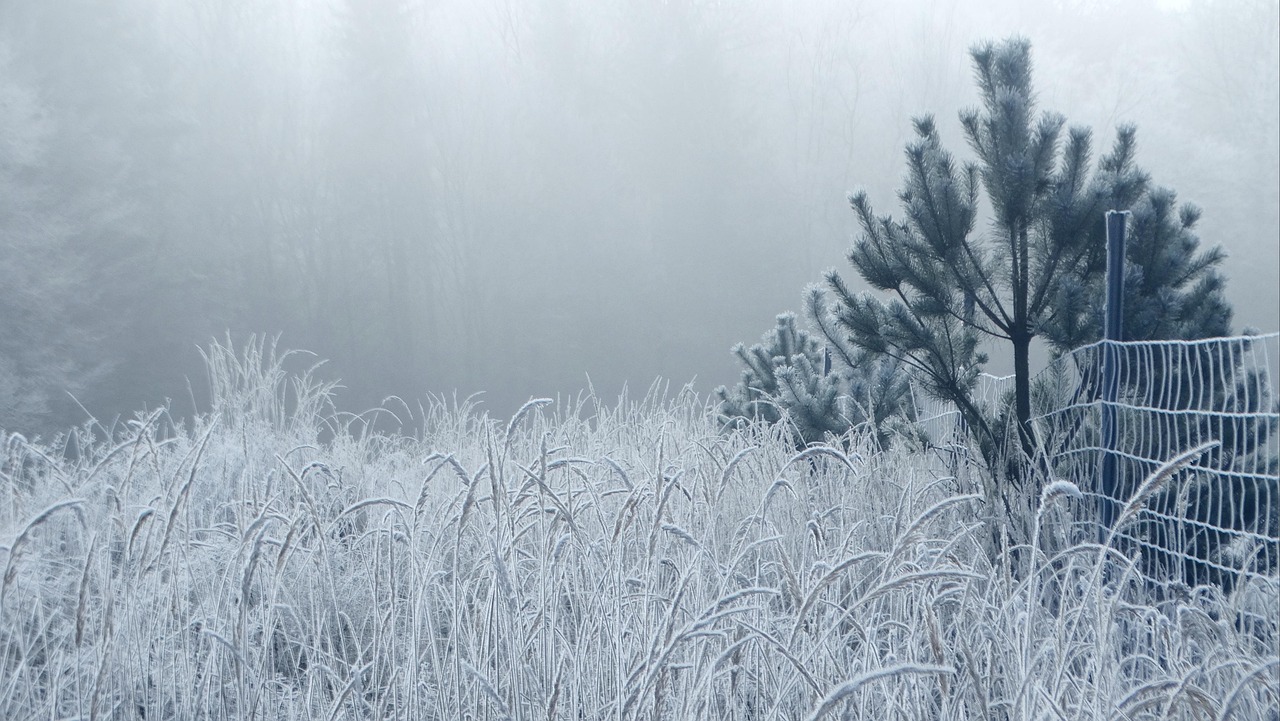 Winter - free online jigsaw puzzle photo