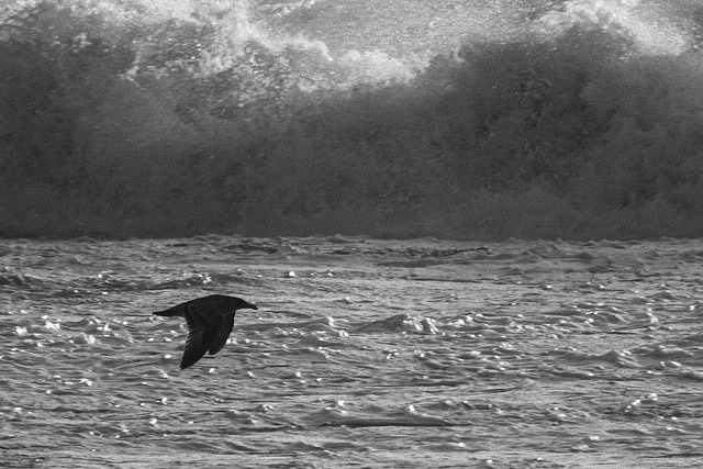 Pájaro, Oceano, Mar, Gaviota, Remontarse