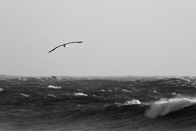 Pájaro, Oceano, Mar, Gaviota, Remontarse