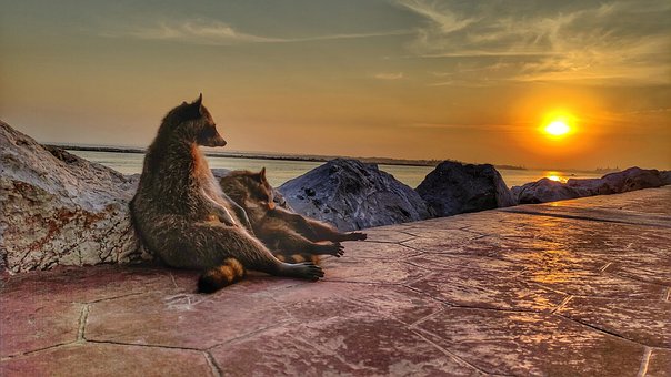 Waschbär, Tiere, Sonnenuntergang, Natur