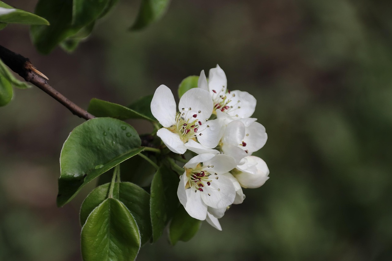 Pear Blossom Flowers Branch - Free photo on Pixabay