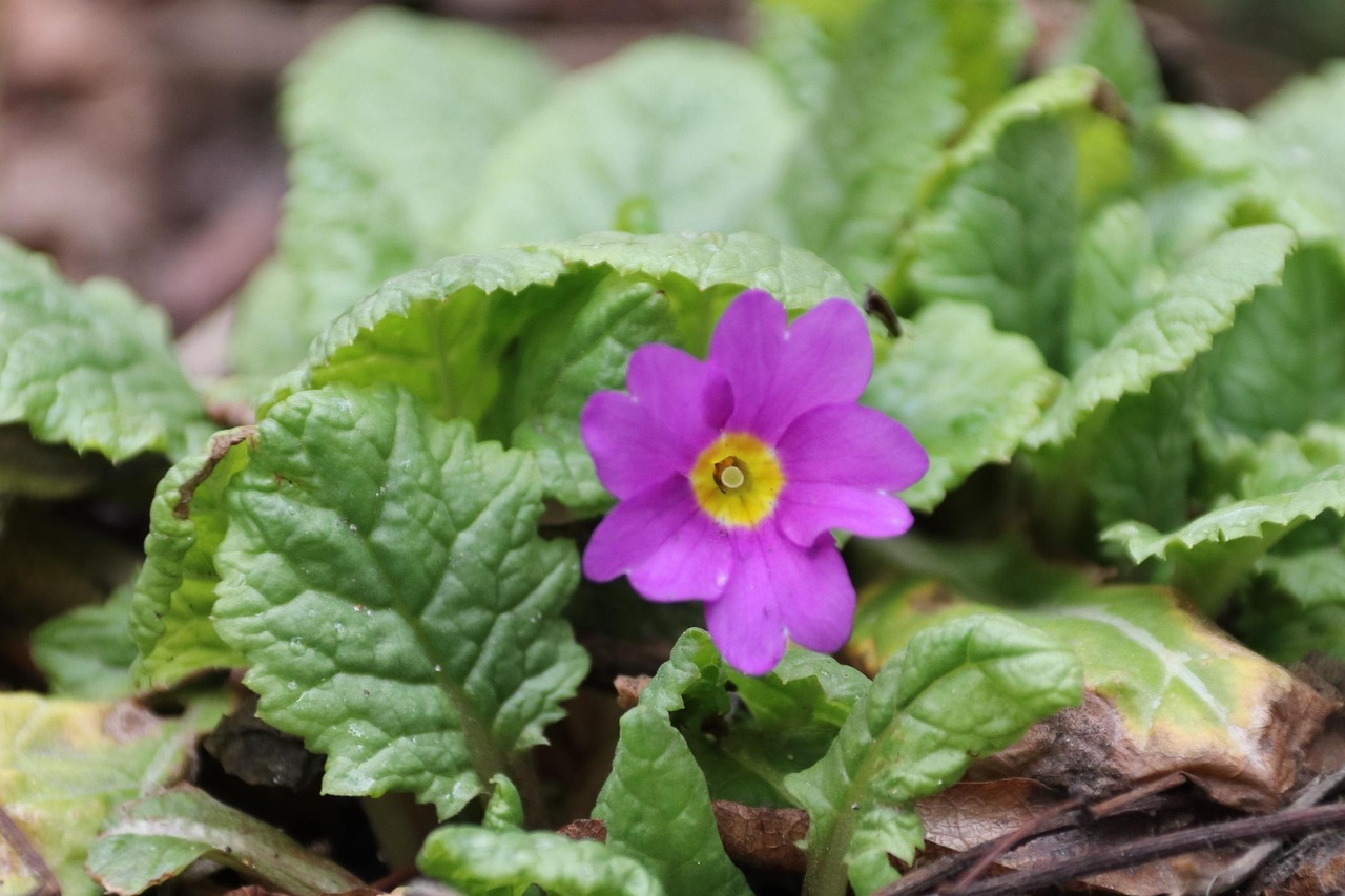 Primrose Flower Plant Pink Free photo on Pixabay Pixabay