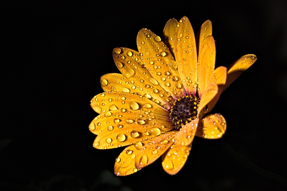African Daisy Flower Dew - Free photo on Pixabay