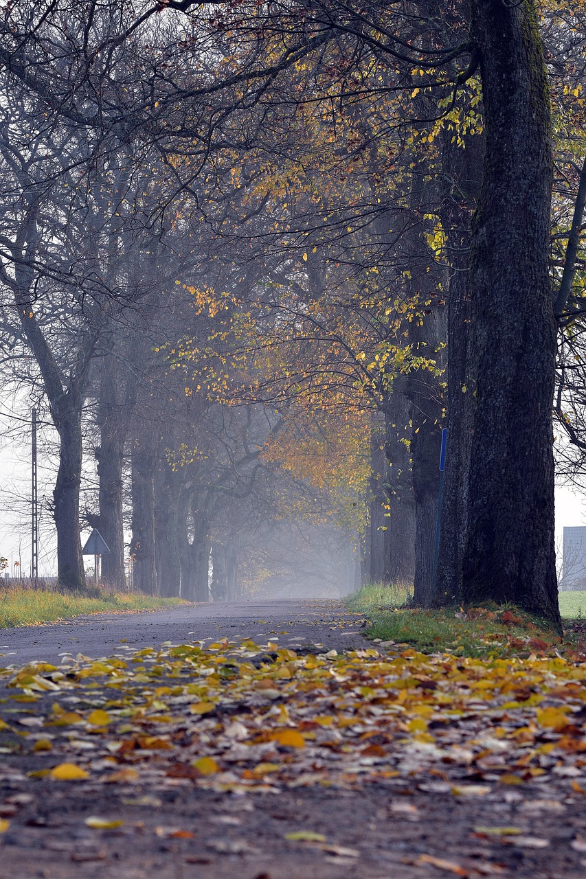 Morning Road Autumn Foggy - Free photo on Pixabay