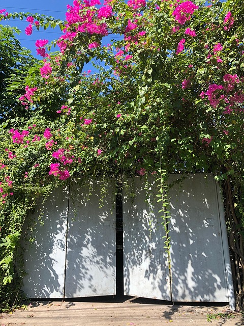 Free Gate Flower photo and picture