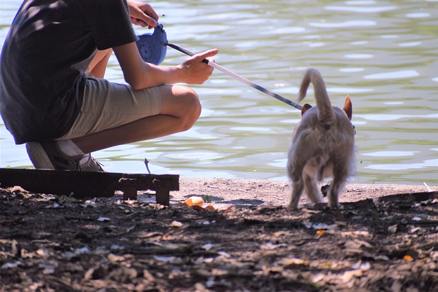 Free Pet Care Walking The Dog photo and picture