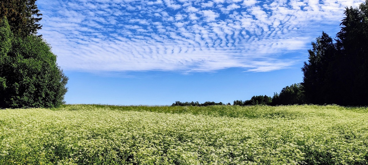 Field Forest Meadow Free photo on Pixabay Pixabay