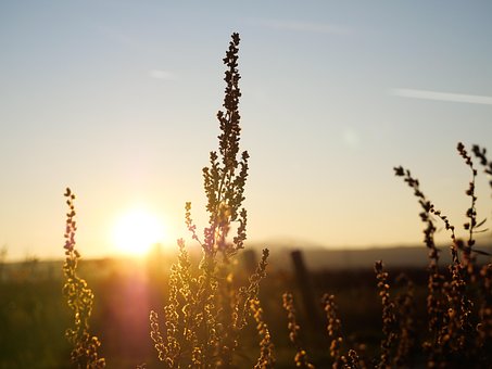 Free Sunset Sun photo and picture
