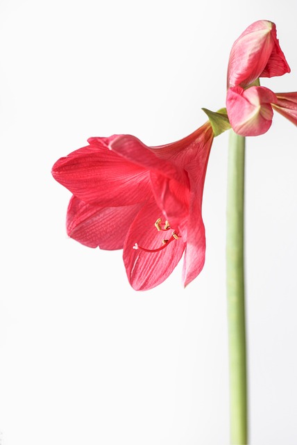 Floare, Amaryllis, A Inflori, Bloom