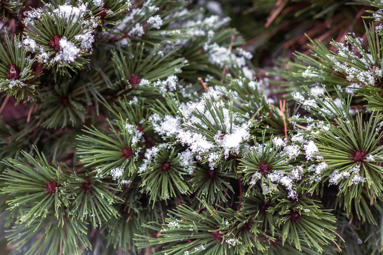 松树 雪 冬天 - Pixabay上的免费照片 - Pixabay
