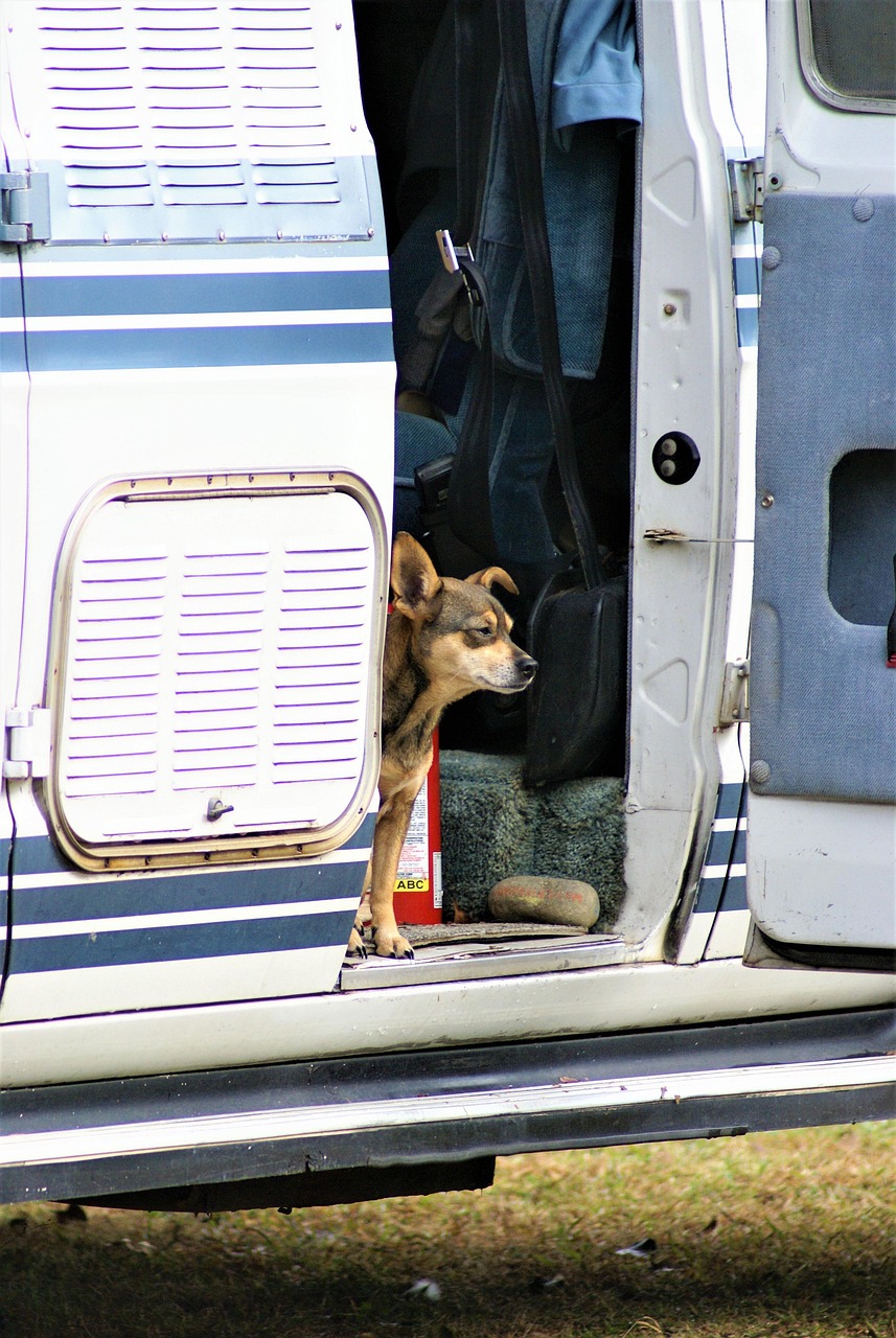 Dog Van Animal - Free photo on Pixabay - Pixabay