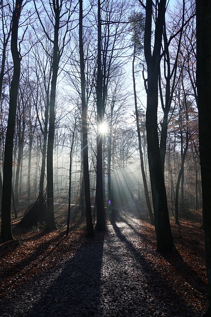 Free Forest Fog photo and picture